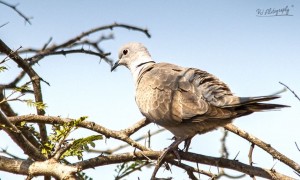 Eurasian Collared Dove - கள்ளிப்புறா